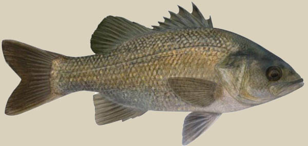 Australian River Fish